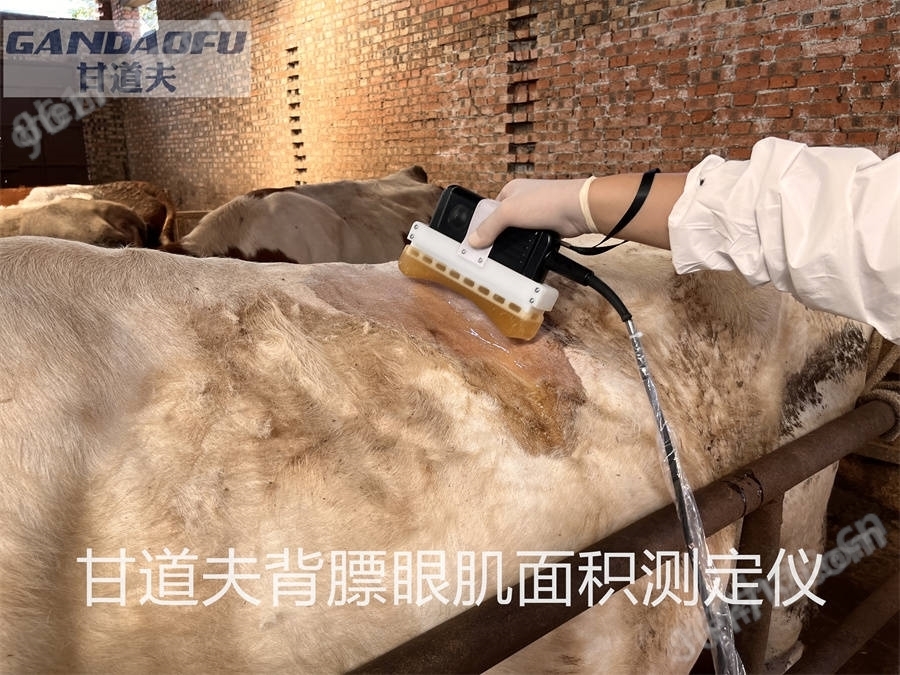 獸用B超牛羊背膘眼肌測定儀廠家價格報價