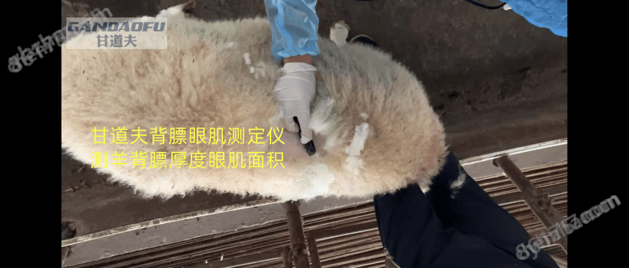 獸用B超牛羊背膘眼肌測定儀廠家價格報價