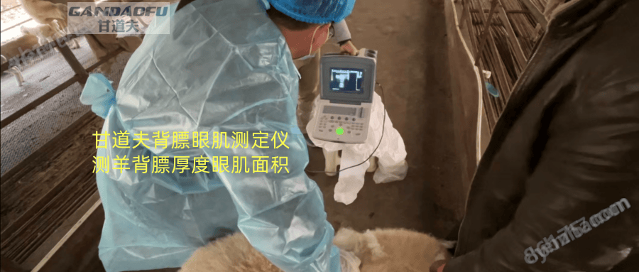 獸用B超牛羊背膘眼肌測定儀廠家價格報價