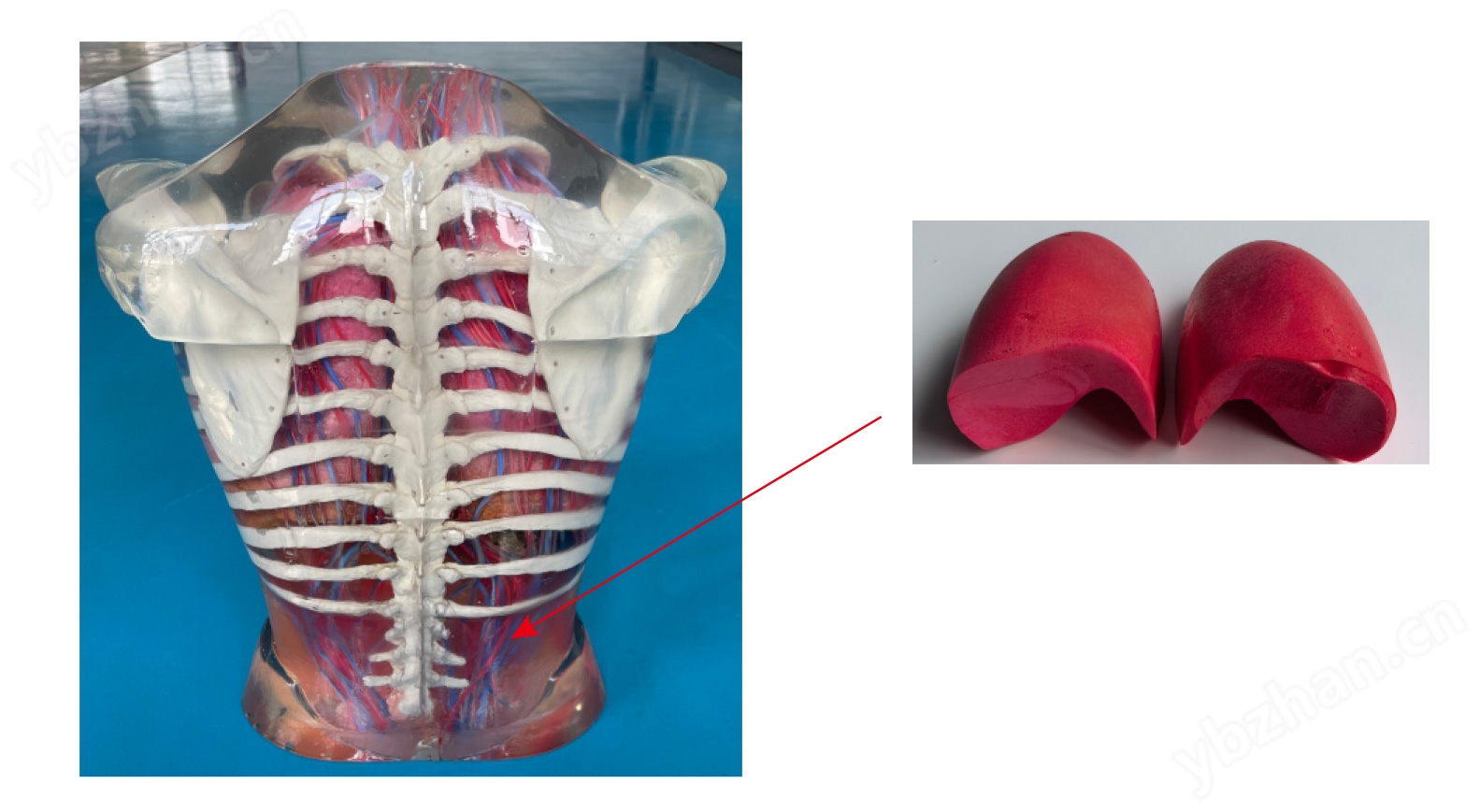 超声检查训练体模