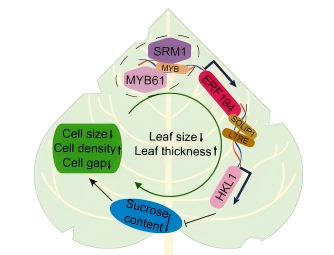 圖八.png Ind Crop Prod(IF=6.2)|DAP-seq助力揭示ERF194調控楊樹葉片發育的機制