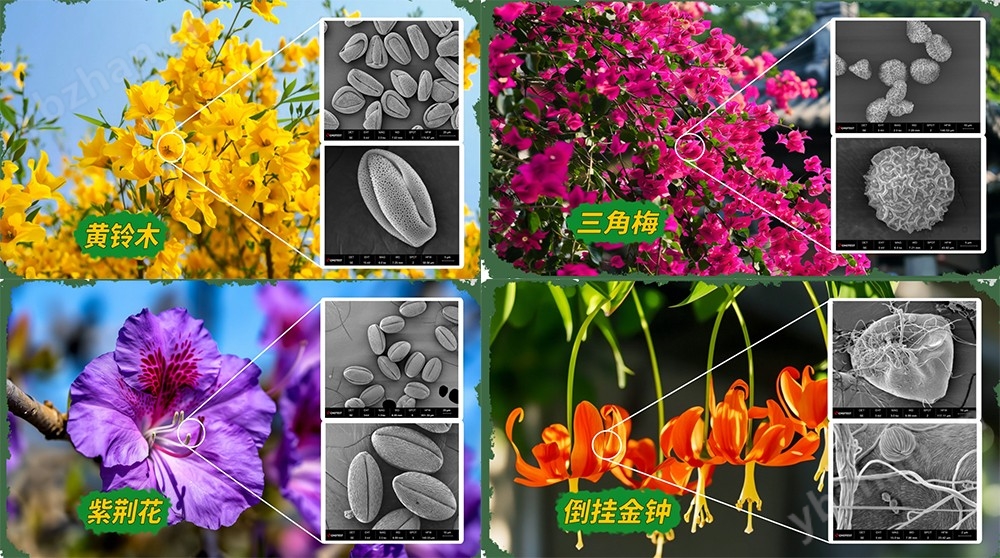 四象限高分辨探头扫描电镜